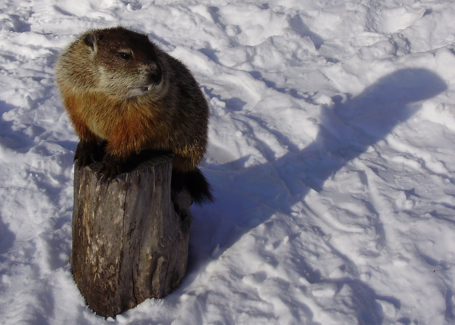 Photo from Twin Cities Natural Site, shows groundhog in winter with shadow