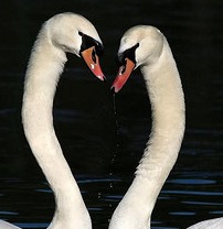 Photo of two swans with necks touching as they swim on lake, courtesy of photophilde on Flickr